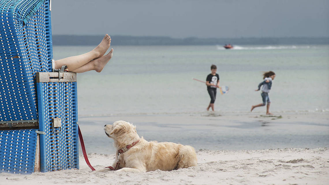 Ein Hund liegt am Strandkorb im Sand