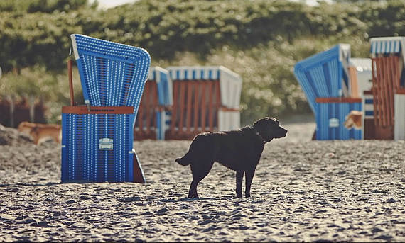 Ostsee Resort Dampland Urlaub mit Hund